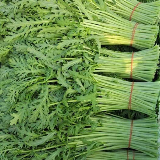 南通茼蒿