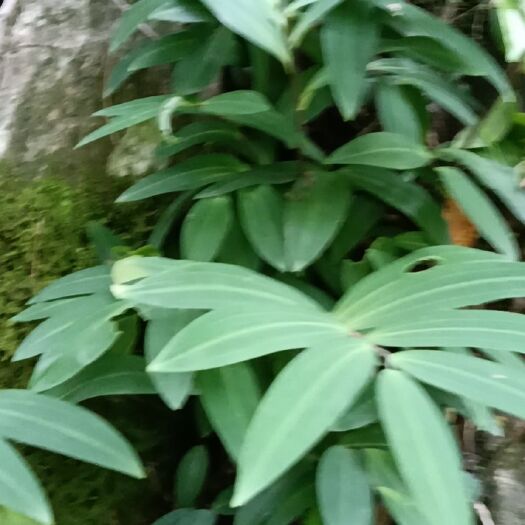 岳西县多花黄精，黄精种芽