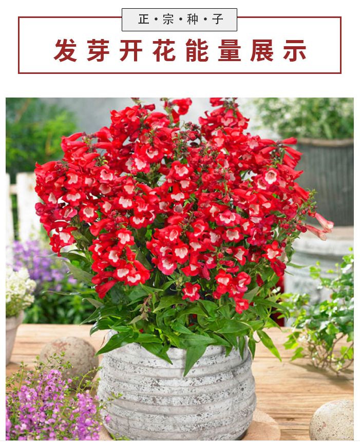 钓钟柳种子吊钟柳种子庭院阳台园林绿化草花景观花海钓钟柳花卉