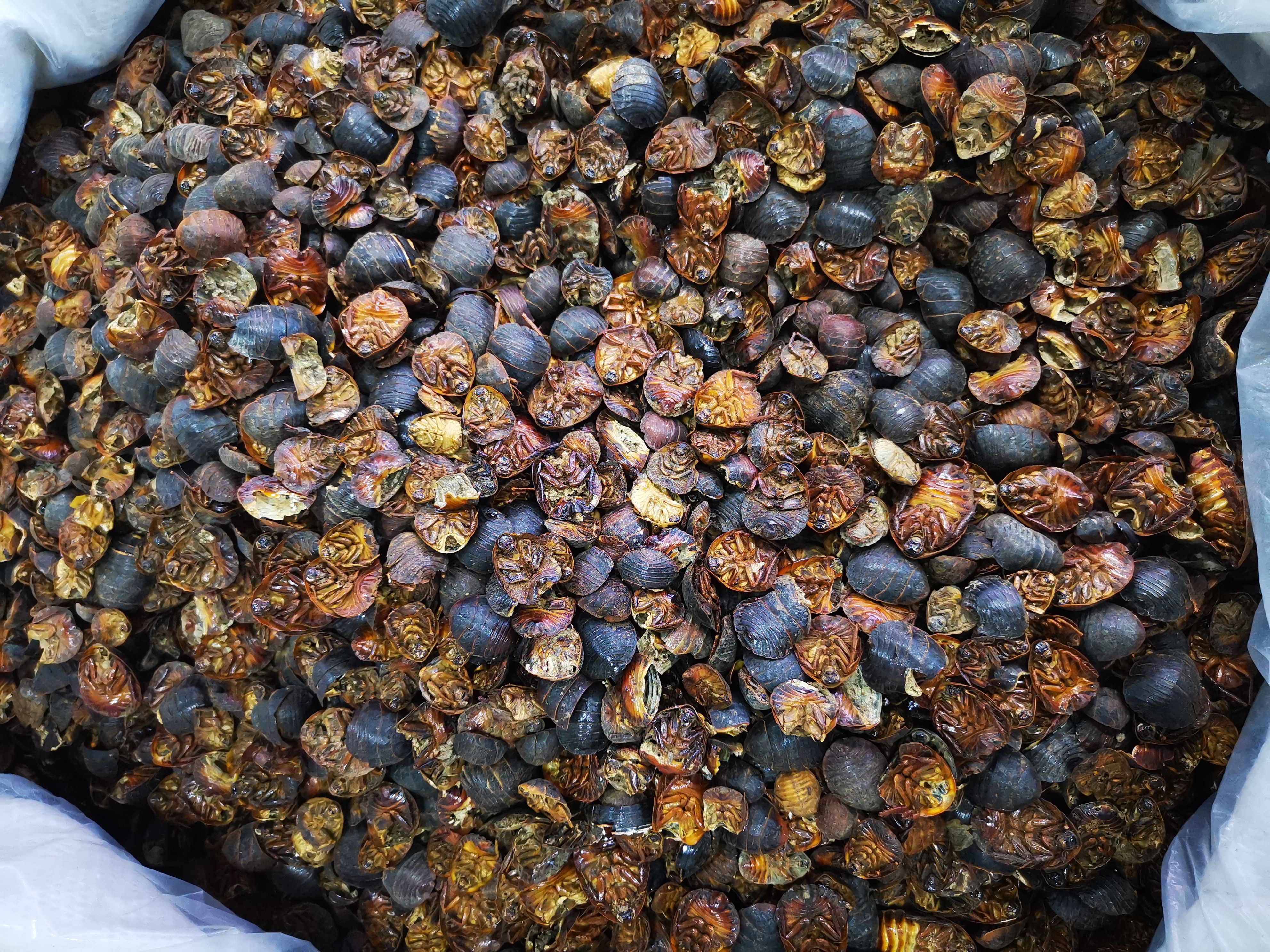 土鳖虫 批发土元产地一手货源 规格齐全可供大货批发零售