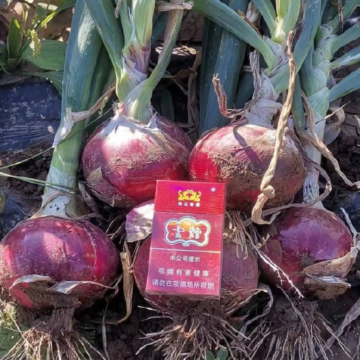 尚义县紫皮洋葱