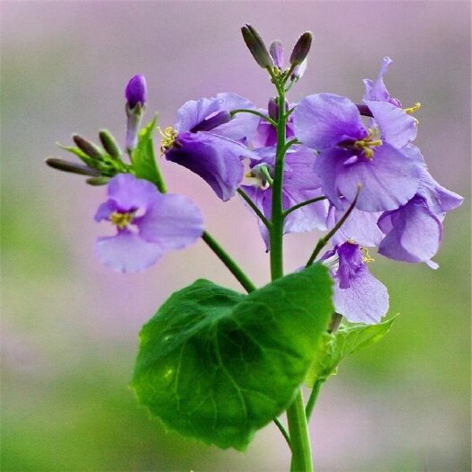 二月兰种子辽宁省开原市森源苗木种子经销处