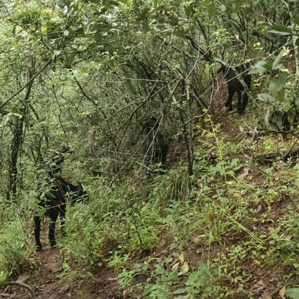 放深山老林里面的山羊，羊山羊放山羊肉羊放山羊肉羊母羊