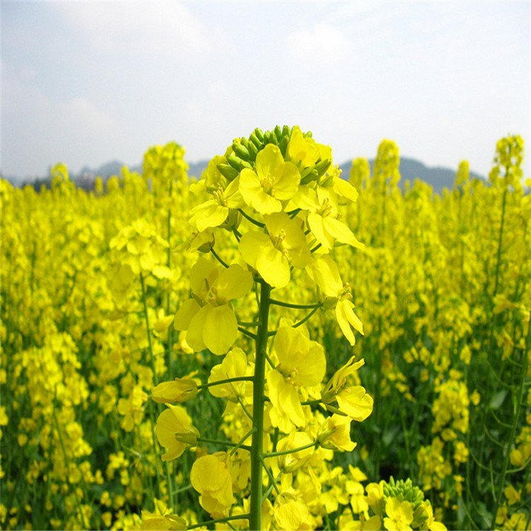 观赏油菜花种子观赏花海花卉品种