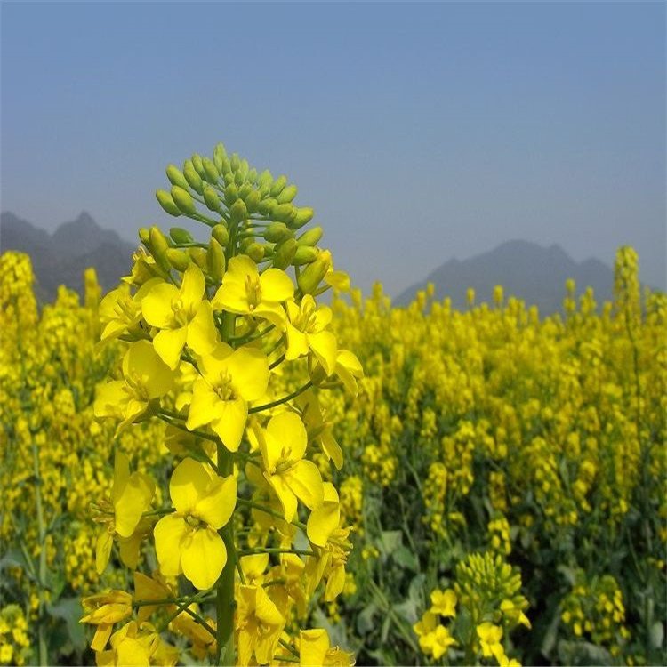 观赏油菜花种子观赏花海花卉品种