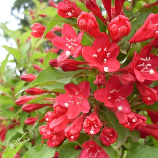 开原市锦带花  大量批发红王子锦带工程苗 绿篱苗全国发货 质量好价