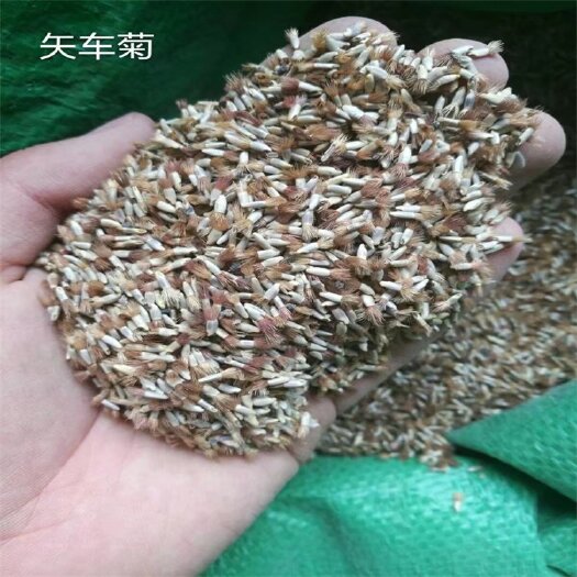 矢车菊种子，辽宁省开原市靠山镇森源苗木种子经销处