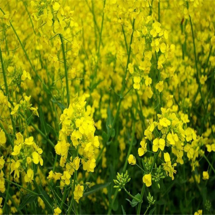 观赏油菜花种子观赏花海花卉品种