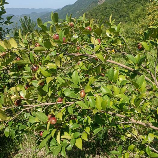 山油茶