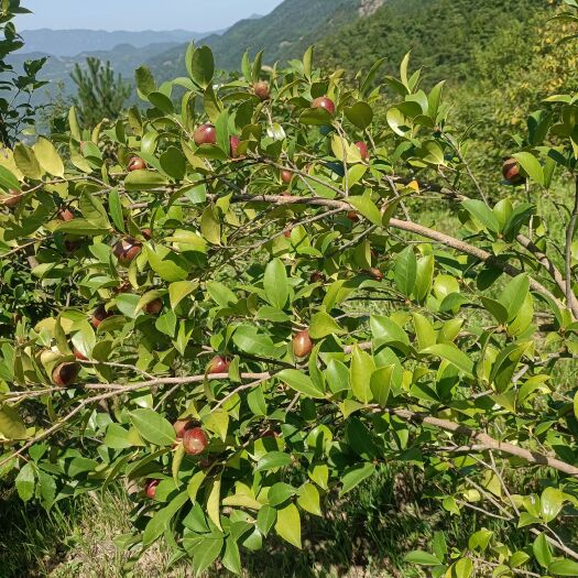 岳西县山油茶