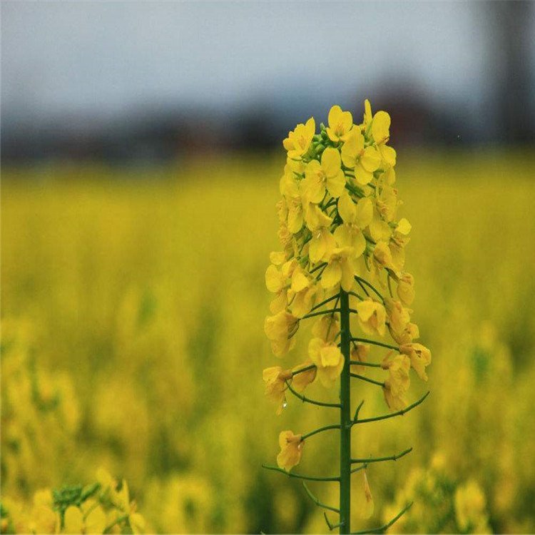 观赏油菜花种子观赏花海花卉品种