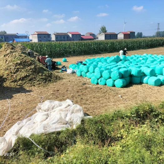 淮北青储玉米秸秆
