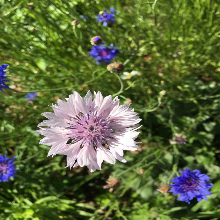 矢车菊种子，辽宁省开原市靠山镇森源苗木种子经销处
