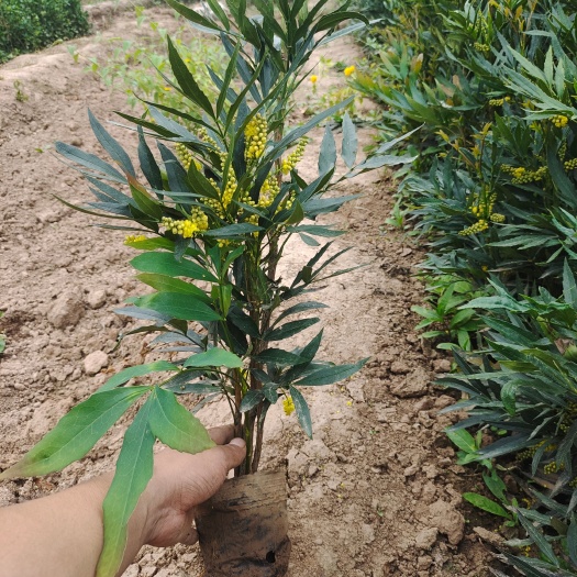 周至县细叶十大功劳，陕西十大功劳，柳叶十大功劳产地，十大功劳基地