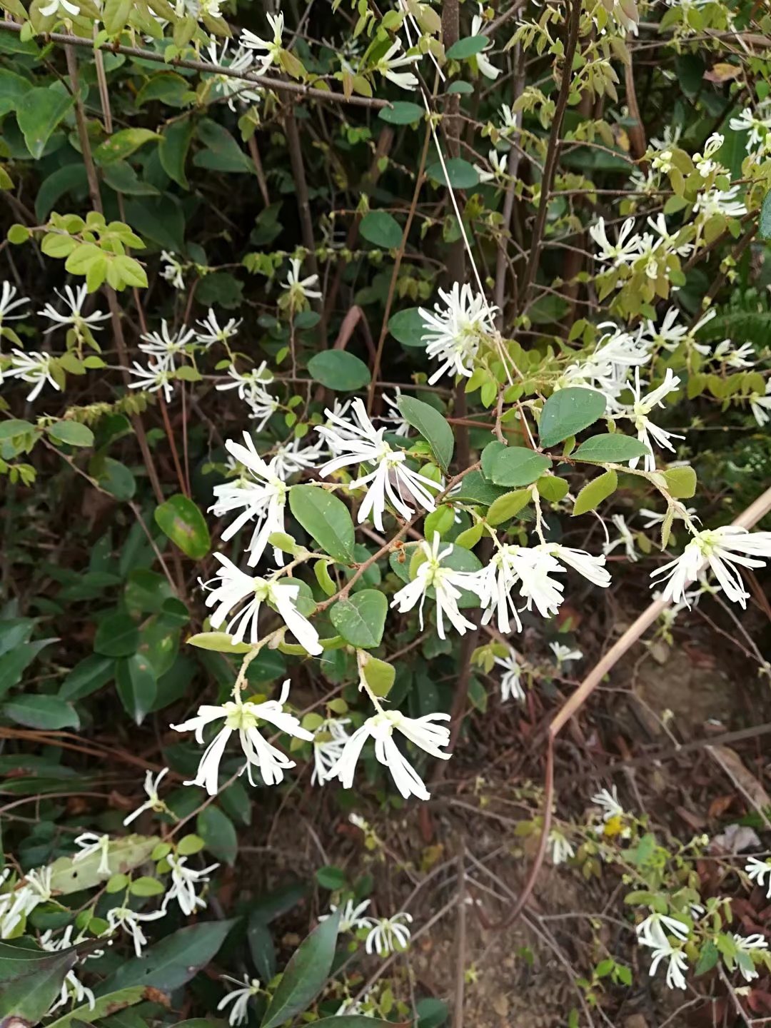 白花继木苗易活好养四季常青盆栽盆景绿化苗木南北种植
