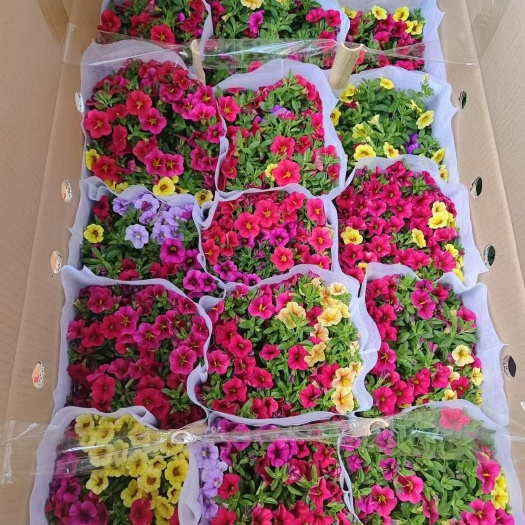 昆明舞春花百万小铃小花矮牵牛矮牵牛