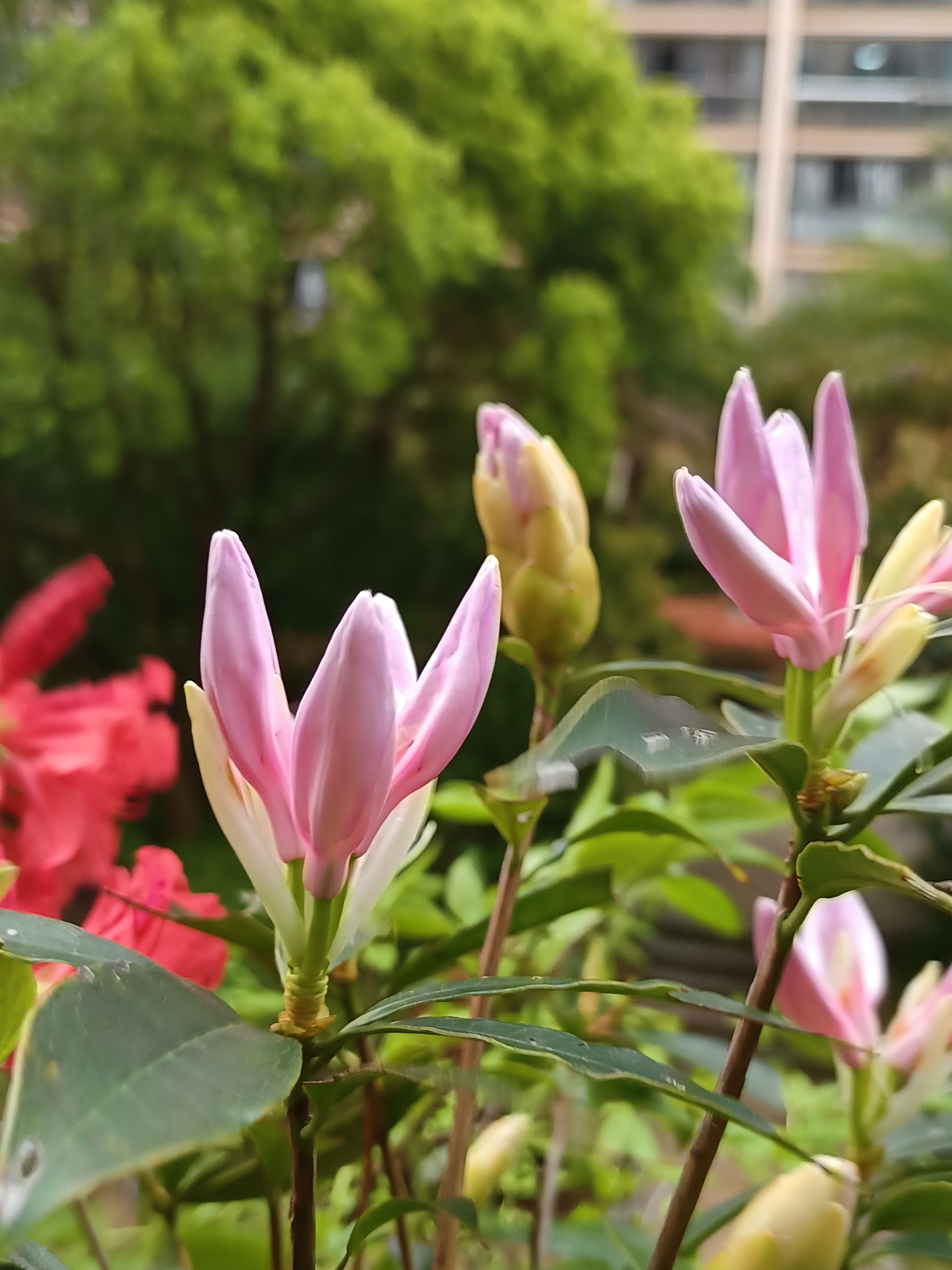 羊角扭树苗羊角花苗南北种植 多花杜鹃苗