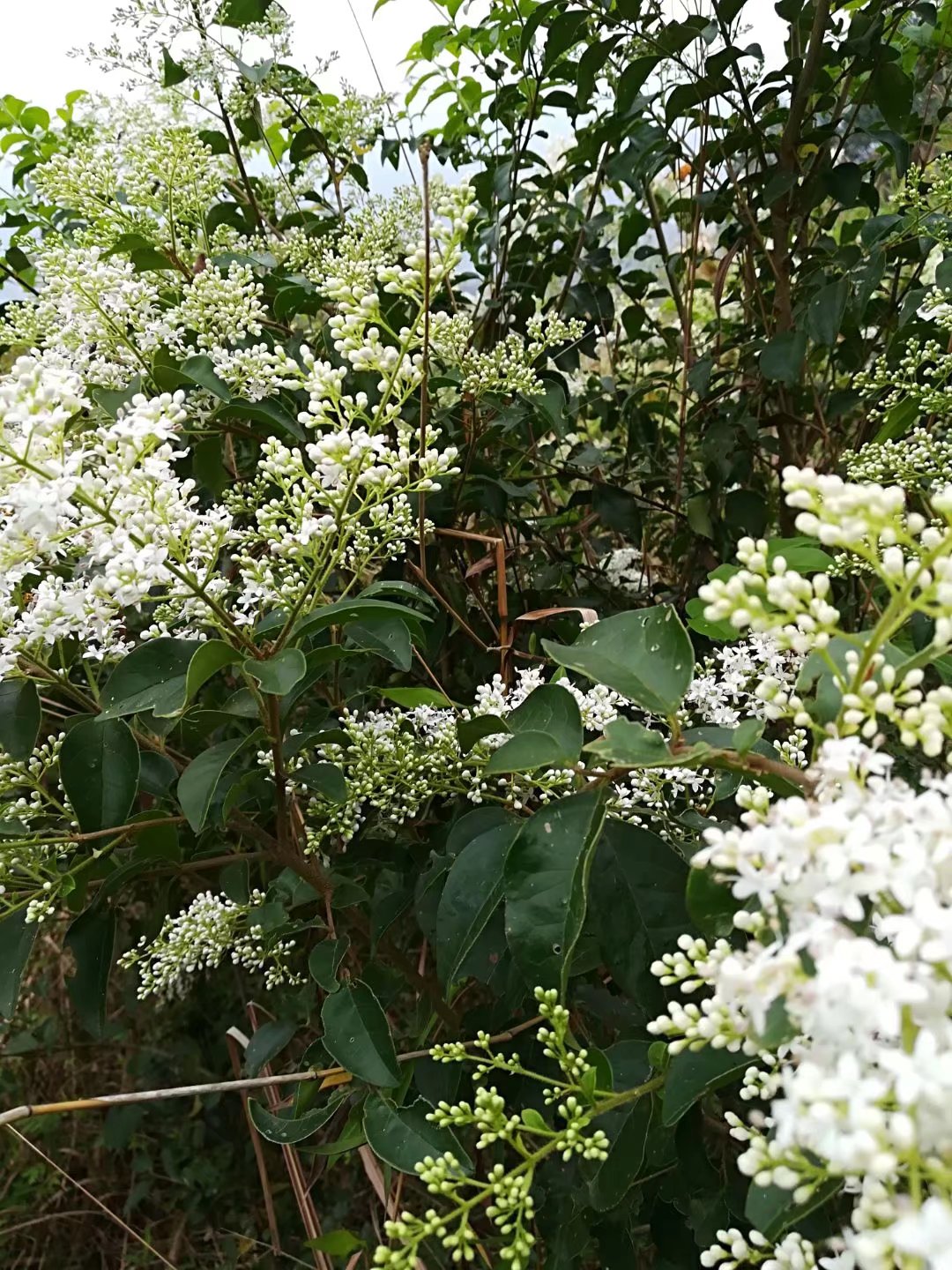 白花继木苗易活好养四季常青盆栽盆景绿化苗木南北种植