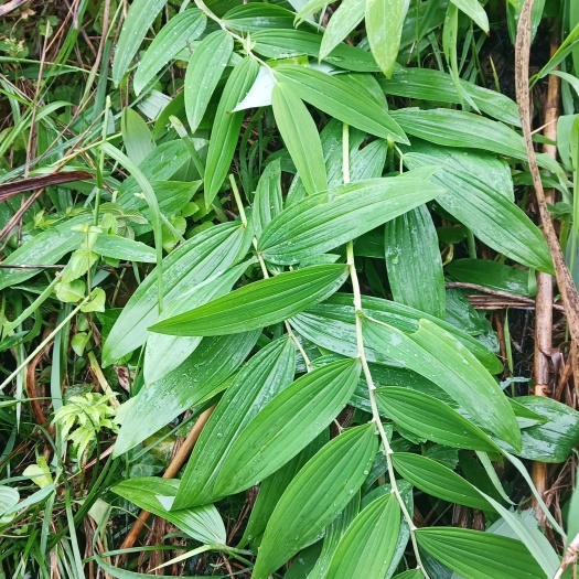 武宁县黄精