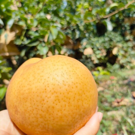 封丘县梨