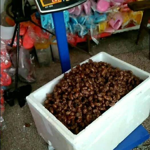 金堂县蝉蜕