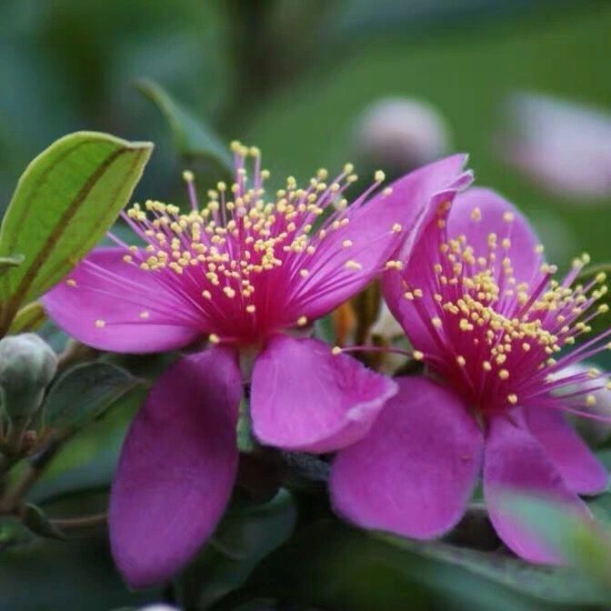 沭陽縣盛原木花卉經(jīng)營部