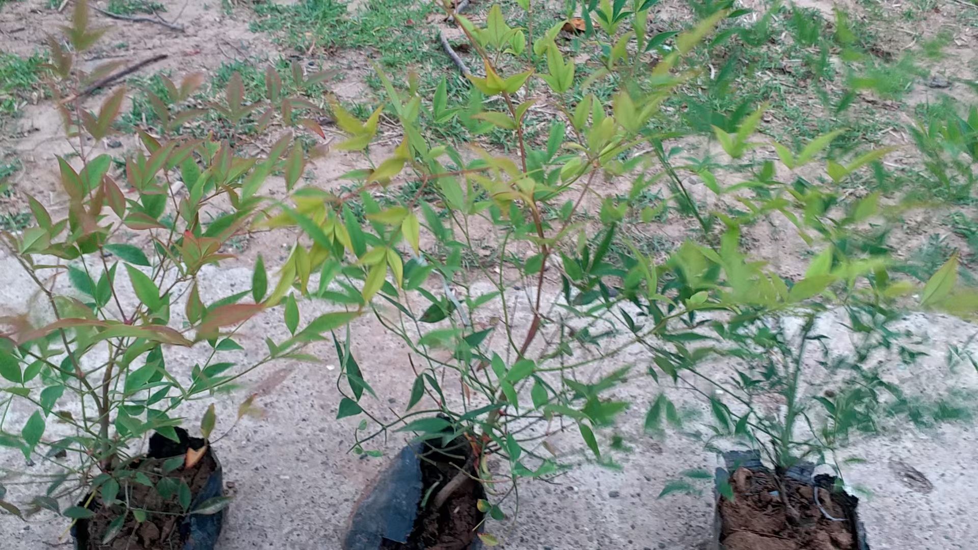 营养钵，容器苗南天竹，陕西南天竹