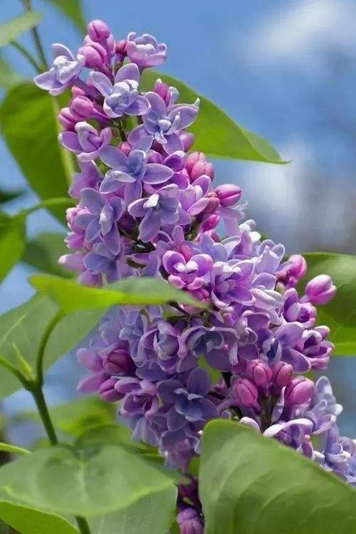 庭院别墅丁香花 欧洲紫丁香 耐寒品种  寓意紫气东来