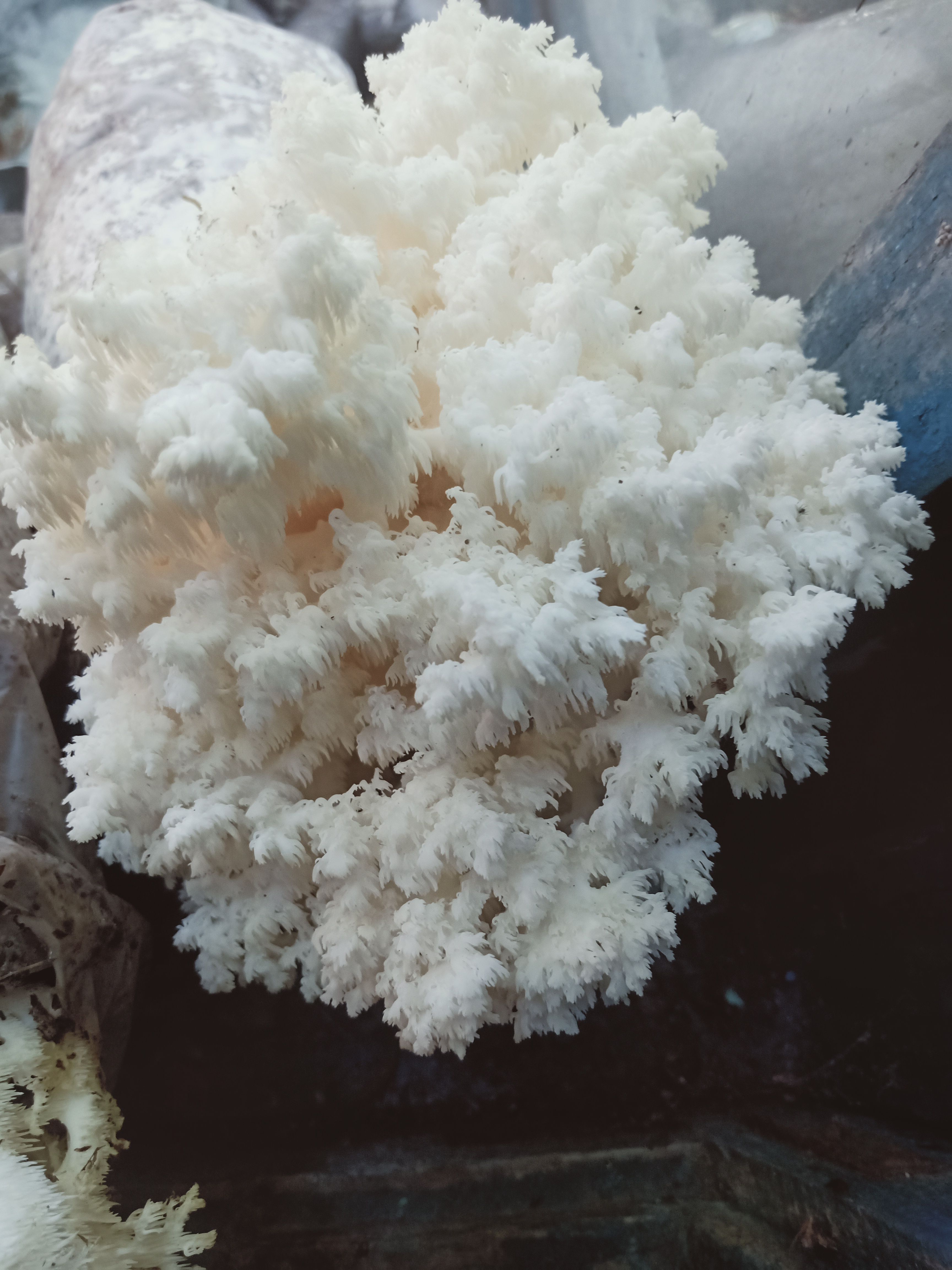 敦化市珊瑚猴头菇菌包