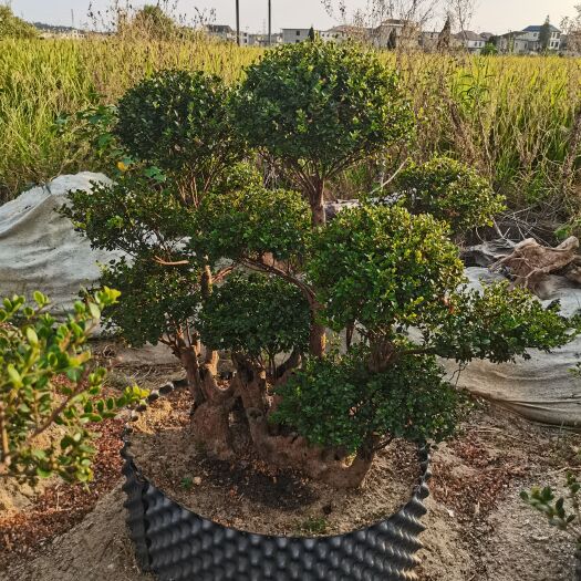 庐山市赤楠树桩赤楠盆景赤楠造型赤楠批发