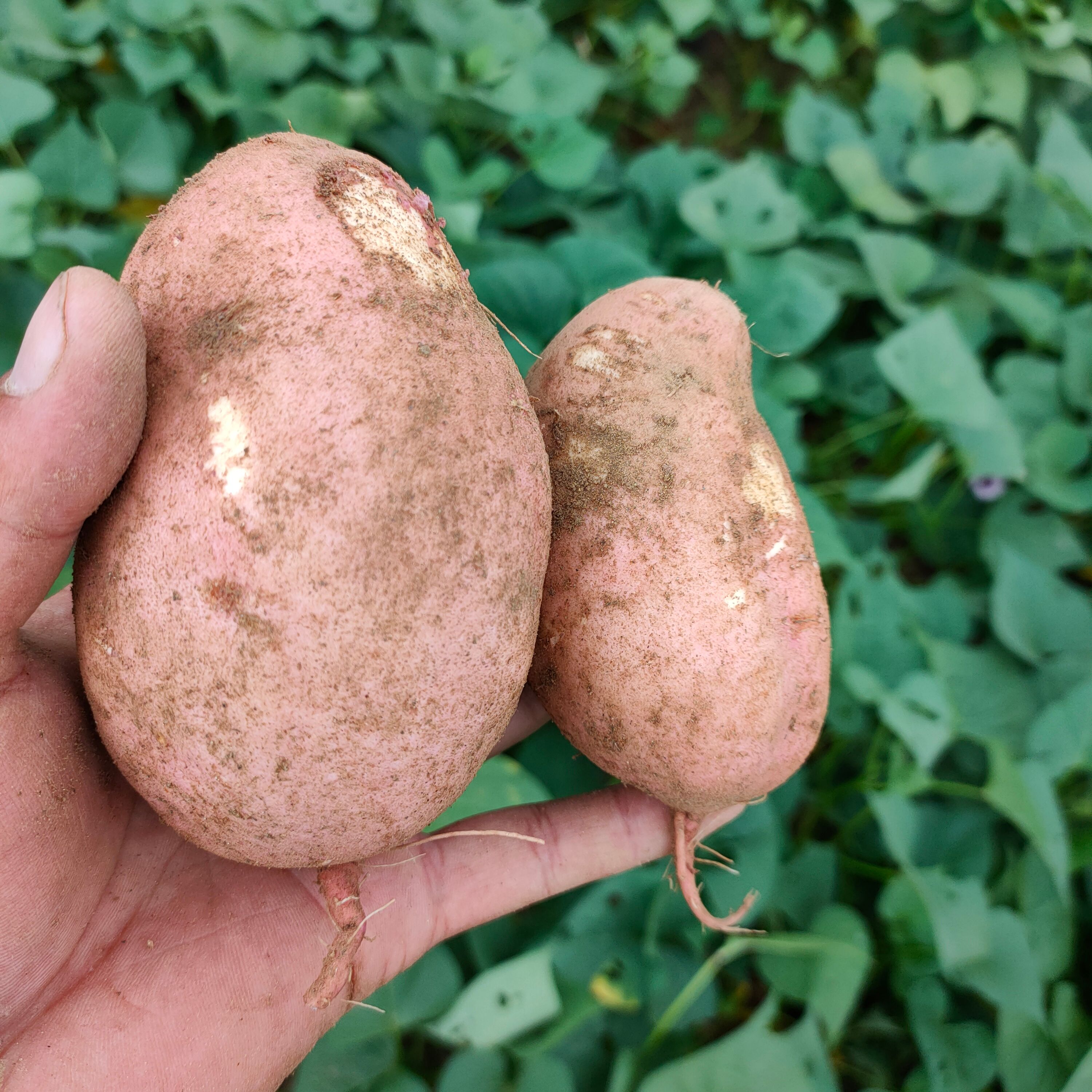 沂水县山东临沂500亩红薯大量出售山岭地甜度高