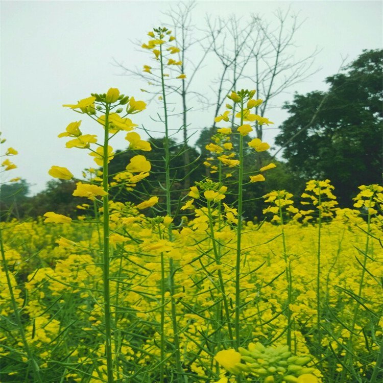 观赏油菜花种子观赏花海花卉品种