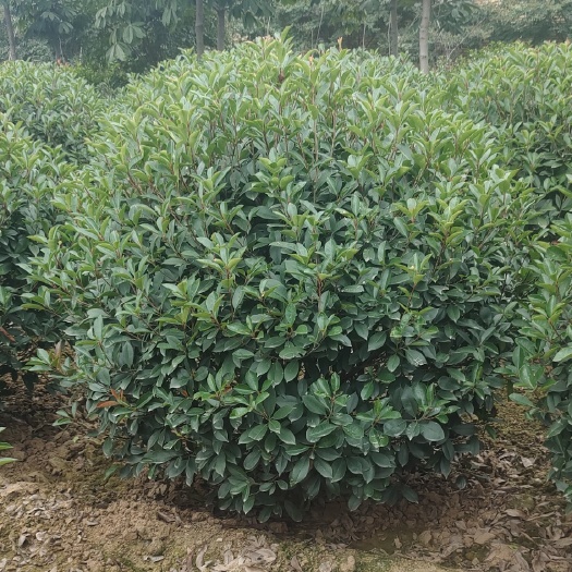红叶石楠造型树  红叶石楠球，陕西红叶石楠，红叶石楠基地