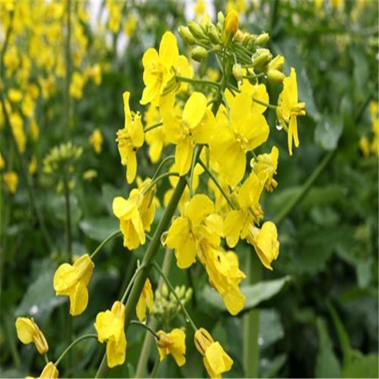 观赏油菜花种子观赏花海花卉品种