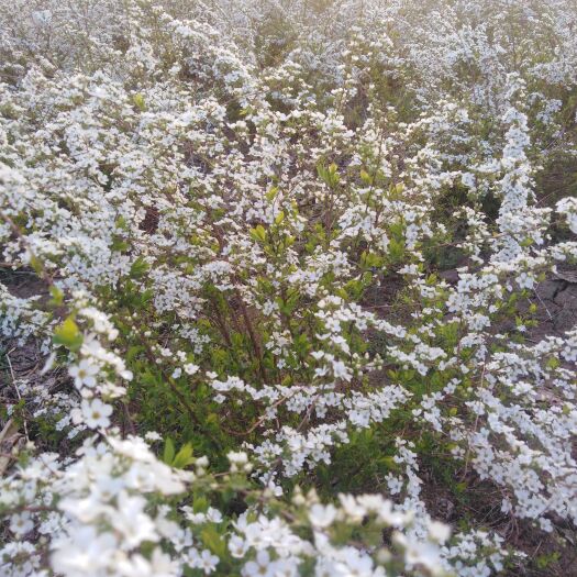 开原市干枝雪柳，喷雪花，枯木逢春。