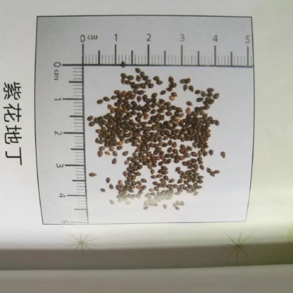 紫花地丁种子辽宁省开原市森源苗木种子