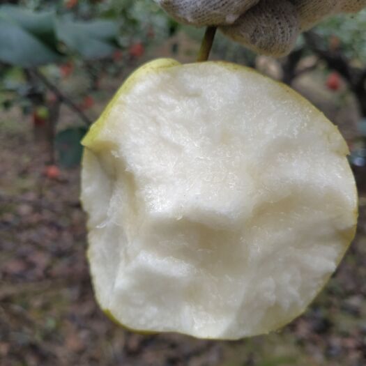 清徐县雪花梨主产地