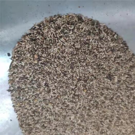 狗尾草种子，辽宁省开原市靠山镇森源苗木种子经销处