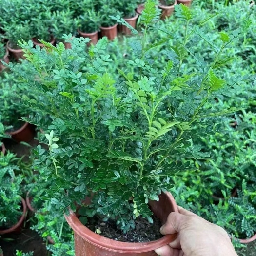 青州市清香木盆栽