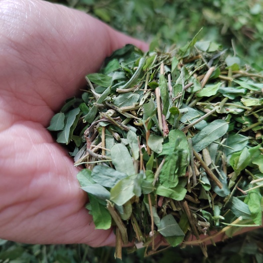梧州鸡骨草，相思叶相思滕，50斤起批