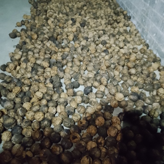 毕节核桃