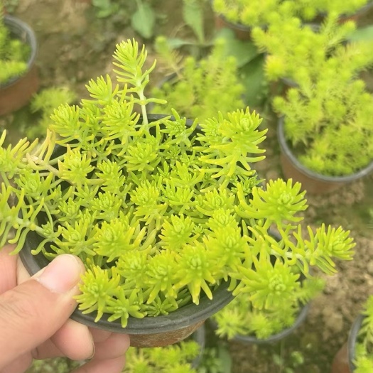 沭阳县黄金佛甲草屋顶绿化庭院万年草皮耐热寒四季常青叶垂盆草中华景天