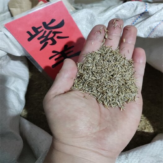 开原市紫羊茅种子紫羊茅草籽