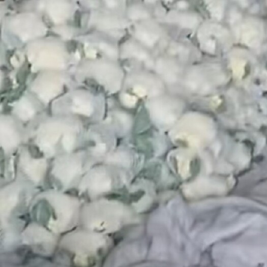 邯郸菜花