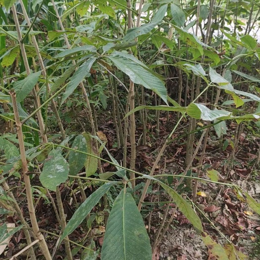 鹤峰县七叶树（发财树） 基地直销规格齐全大量现货 免费提供种植技术