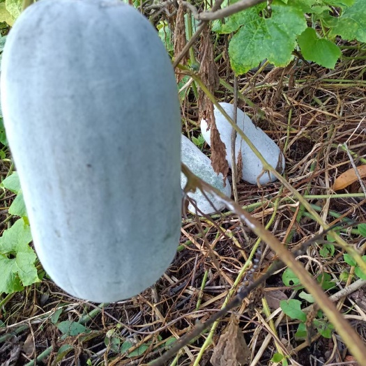 思茅云南普洱小香冬瓜