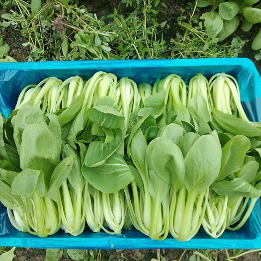 上海精品上海青