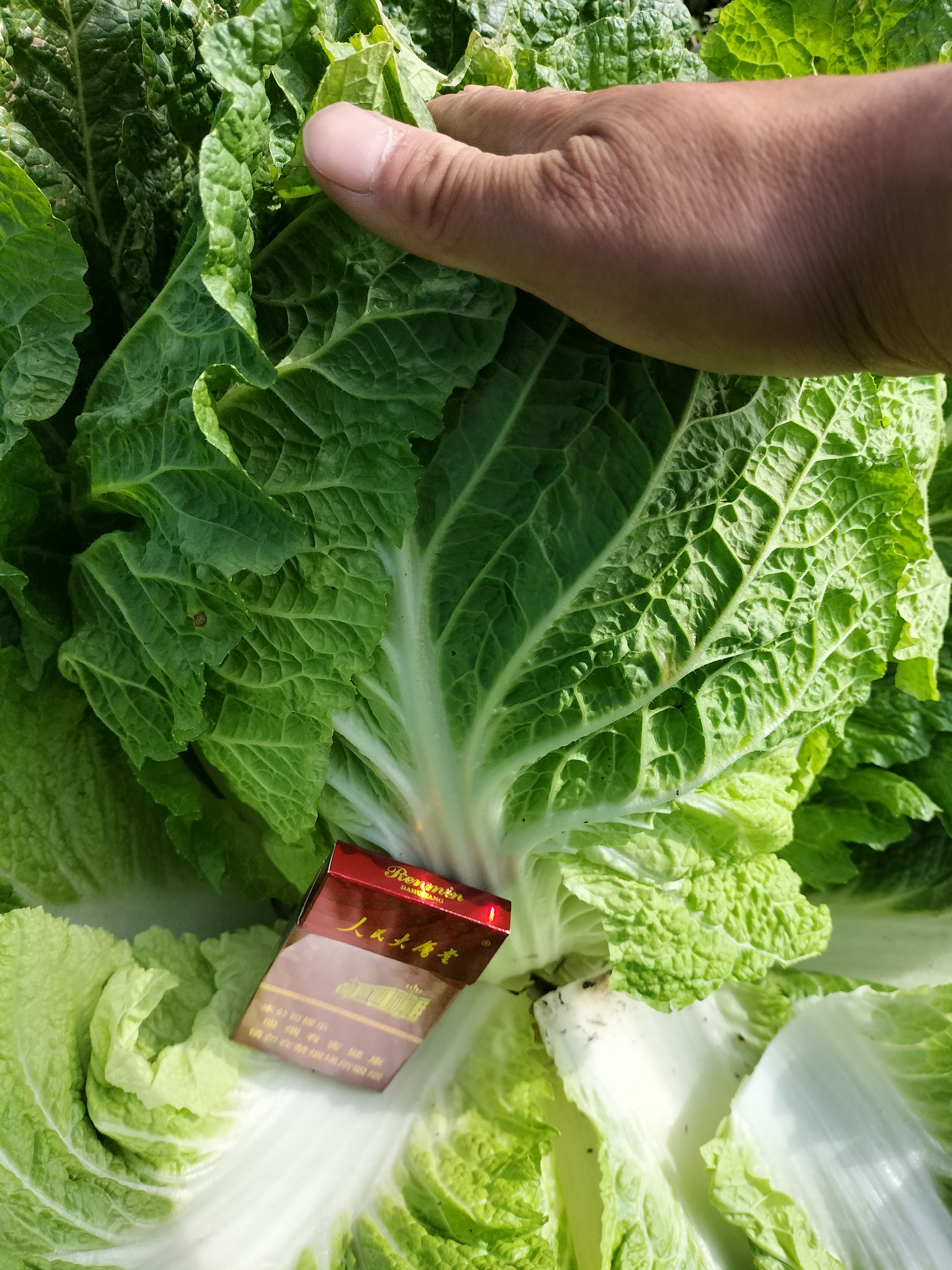 秋黄包心菜大量上市