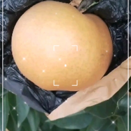 曹县晚秋黄梨