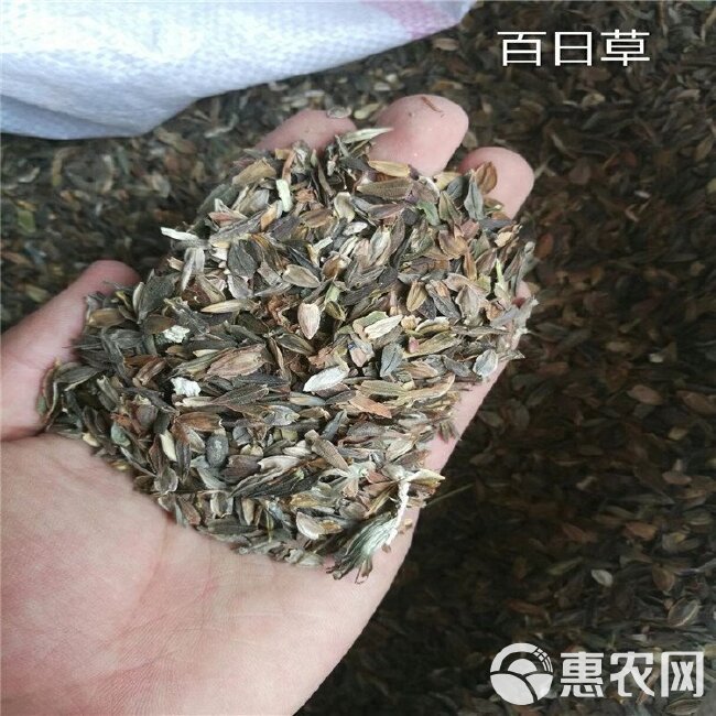 百日草种子，步登高籽，辽宁省开原市靠山镇森源苗木种子经销处